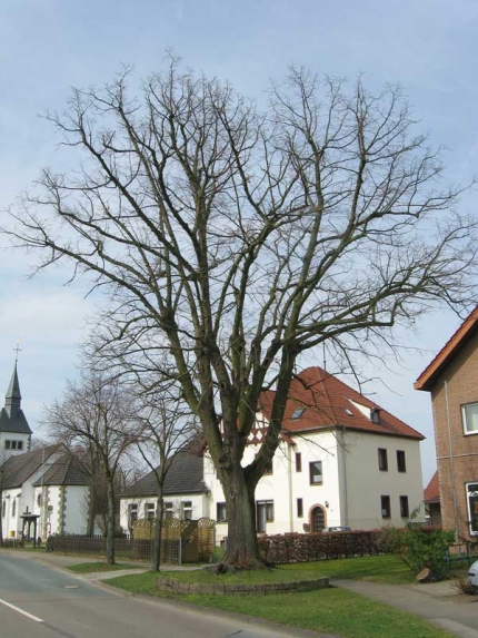 Bild 2 von Linde an der Bentfelder Straße